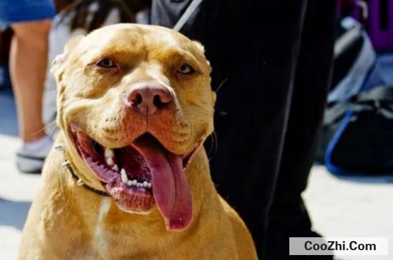 中国十大禁犬都有哪些