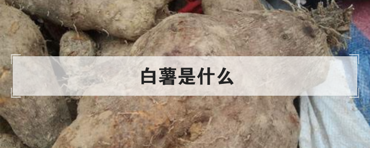 白薯是什么