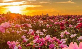 花青素是什么(花青素介绍)