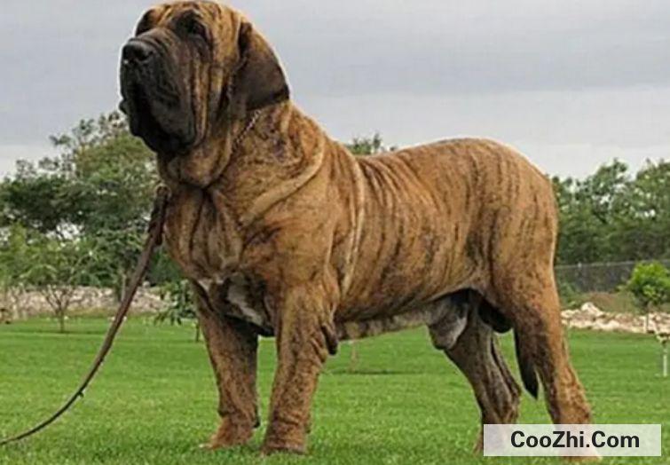 中国十大禁犬都有哪些