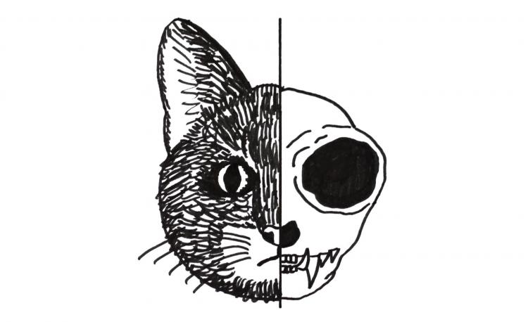 薛定谔的猫什么意思