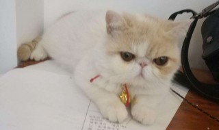 天灰灰会不会让我忘了你是谁是什么歌(完整歌词)