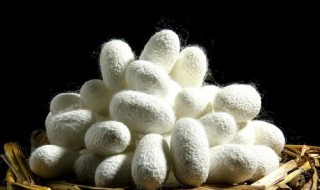 蚕做茧需要什么(蚕如何做成茧)