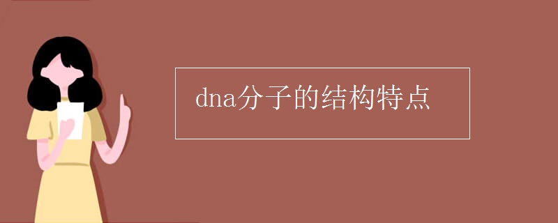dna分子的结构特点