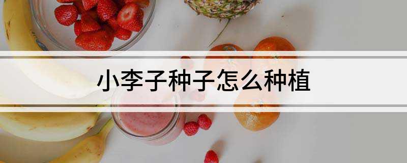 小李子种子怎么种植