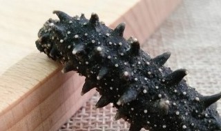 新鲜海参的做法(新鲜海参怎么做)