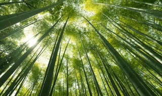 竹子的拼音(竹子的拼音介绍)