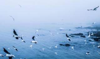 海鸥的特点和象征意义是什么(海鸥介绍)
