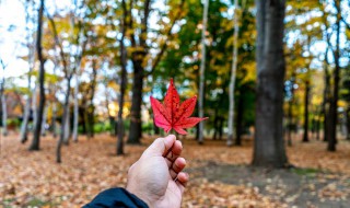autumn是什么意思(autumn的意思)