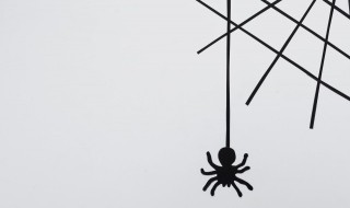 蜘蛛简介(蜘蛛的简单介绍)
