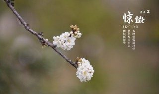 惊蛰刮风有什么谚语吗(惊蛰的简介)
