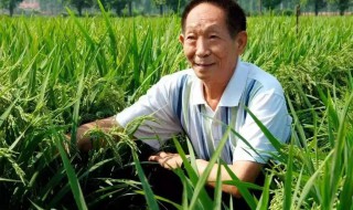袁隆平的主要事迹简介(袁隆平的主要事迹内容简介)