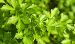 香菜的移栽方法(阳台种植可以这样做)