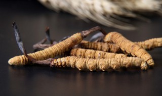 虫草的正确食用方法(虫草如何食用)