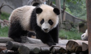 小熊猫是什么(小熊猫简单介绍)