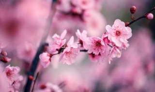 梅花介绍(梅花的简介)