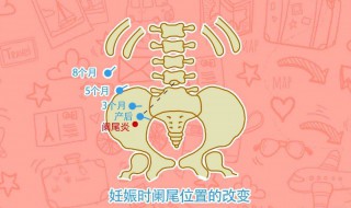 阑尾在哪个位置?(阑尾在哪里)
