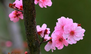 桃花是什么意思(桃花的意思介绍)