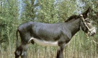 毛驴是什么意思(毛驴的意思)