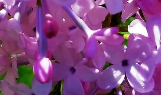 丁香花歌词完整版(丁香花歌词全文)