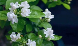 茉莉花是什么季节的花(茉莉花是哪个季节的花)