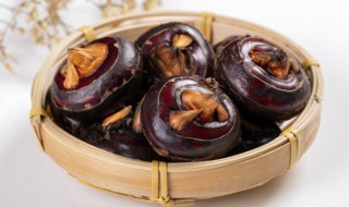 马蹄荸荠怎么读(马蹄荸荠的读音)