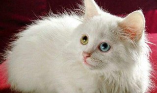 猫的资料(猫介绍)