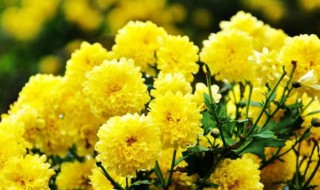 黄菊花的花语是什么(黄菊花的花语是啥)