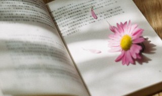 梢组词(梢可以组成什么词)