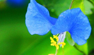 兰花花歌词(兰花花歌词是什么)