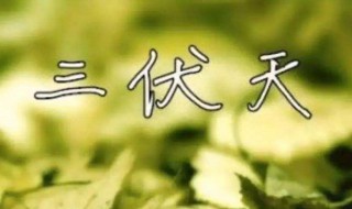 伏天养生吃什么(伏天应该吃什么)