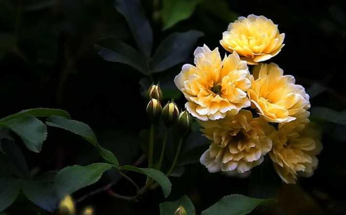 april是什么意思