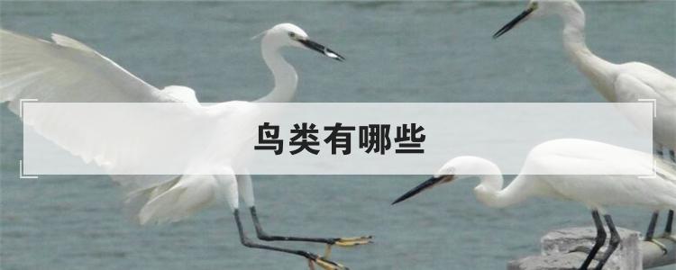 鸟类有哪些