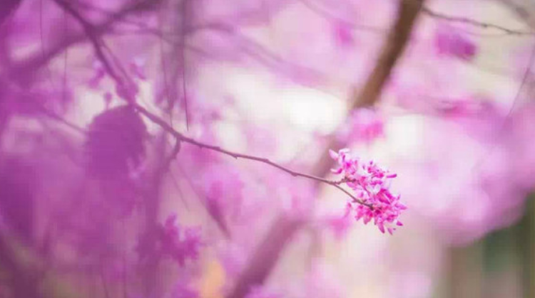 april是什么意思