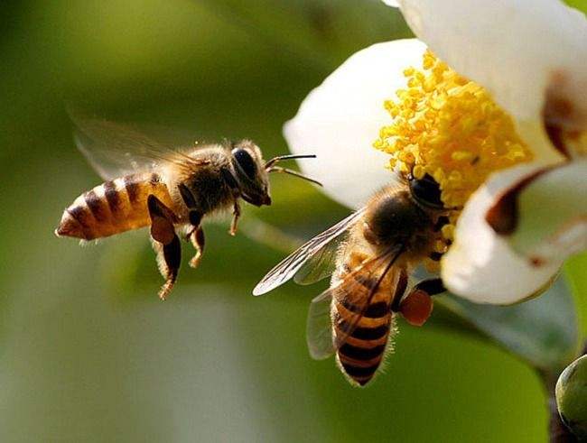 honey是什么意思中文