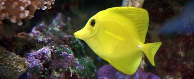 fish可数还是不可数？