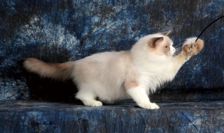 什么是布偶猫(布偶猫的介绍)