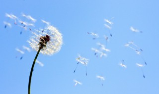 蒲公英的约定歌词(蒲公英的约定周杰伦)