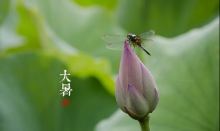大暑吃什么食物好(适合大暑吃的食物)