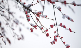 小雪这个节气代表什么(小雪这个节气代表什么意思)