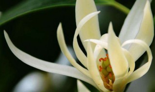 上海市的市花是什么花(上海市的市花简介)