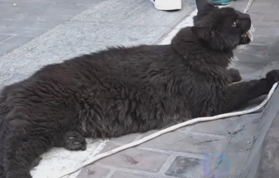 缅因猫因太胖被误当猞猁送到保护站(缅因猫的大型社死现场)