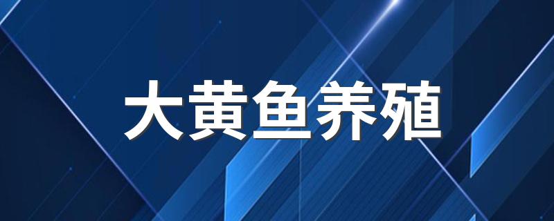 大黄鱼养殖技术_大黄鱼养殖