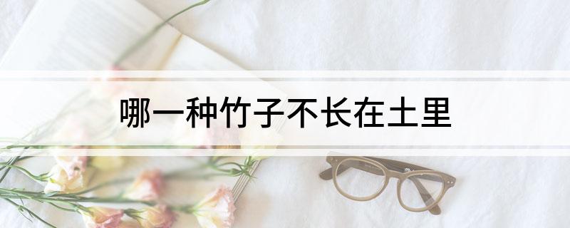 哪一种竹子不长在土里