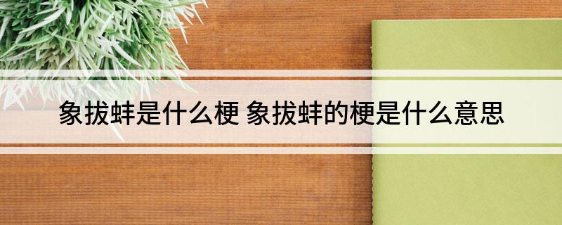 象拔蚌是什么梗(象拔蚌的梗是什么意思)