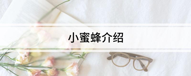 小蜜蜂介绍