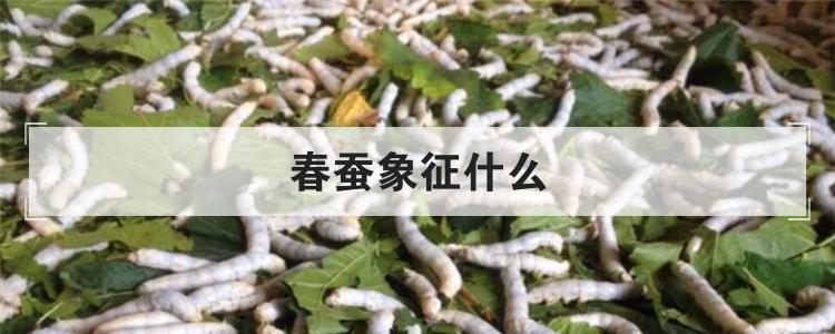春蚕象征什么