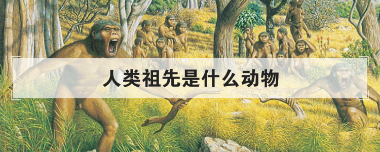 人类祖先是什么动物