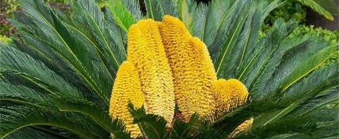 铁树开花寓意和象征意义是什么？