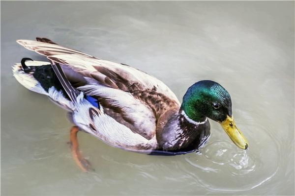 duck是什么意思